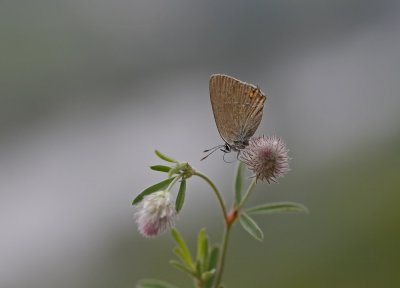 Kleine Sleedoornpage / Sloe Hairstreak