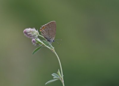 Kleine Sleedoornpage / Sloe Hairstreak