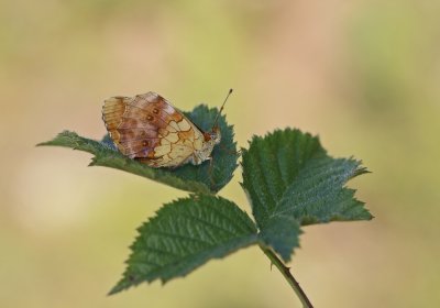 Braamparelmoervlinder / Marbled Fritillary