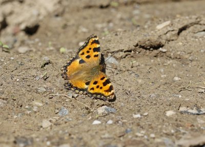 Grote Vos / Large Tortoiseshell
