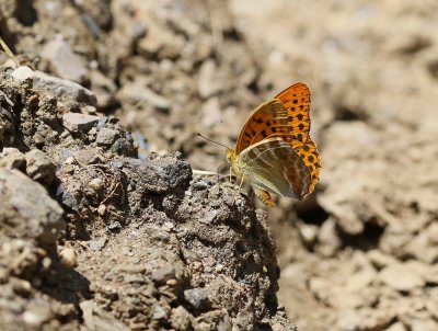 Keizersmantel / Silver-washed Fritillary
