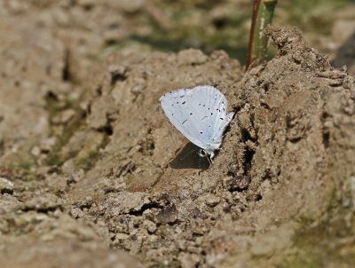 Boomblauwtjes / Holly Blue