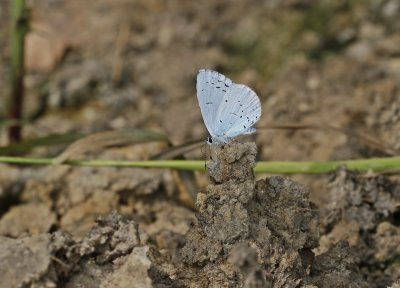 Boomblauwtjes / Holly Blue
