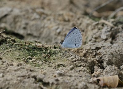Boomblauwtjes / Holly Blue
