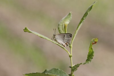 Eikenpage / Purple Hairstreak