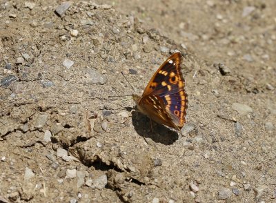 Kleine Weerschijnvlinder / Lesser Purple Emperor