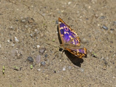 Kleine Weerschijnvlinder / Lesser Purple Emperor