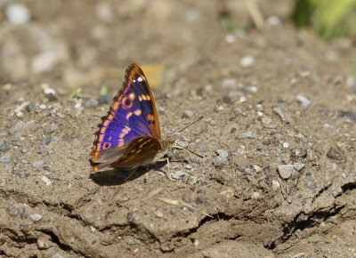 Kleine Weerschijnvlinder / Lesser Purple Emperor
