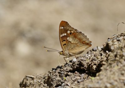 Kleine Weerschijnvlinder / Lesser Purple Emperor