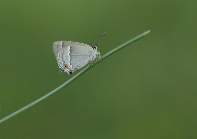 Eikenpage / Purple Hairstreak