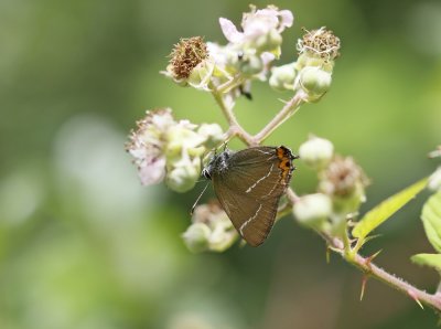 Iepenpage / White-letter Hairstreak