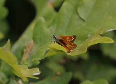 Groot Dikkopje / Large Skipper