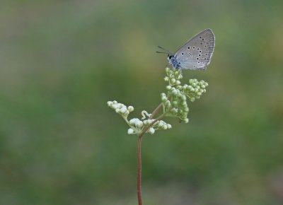 Pimpernelblauwtje / Scarce Large Blue