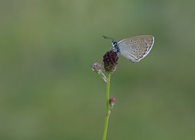 Pimpernelblauwtje / Scarce Large Blue