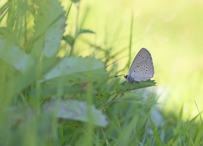 Pimpernelblauwtje / Scarce Large Blue