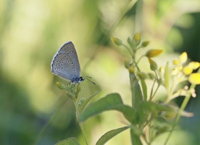 Pimpernelblauwtje / Scarce Large Blue