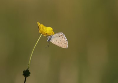 Pimpernelblauwtje / Scarce Large Blue