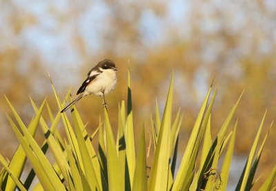 Fiskaallaksman / Southern Fiscal