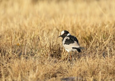 Bontkiewiet / Blacksmith Lapwing