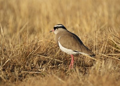 Kroonkiewiet / Crowned Lapwing