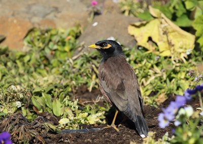 Indiese Spreeu / Common Myna