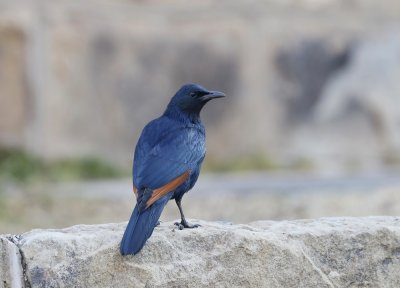 Rooivlekspreeu / Red-winged Starling