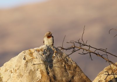 Draaihals / Red-throated Wryneck
