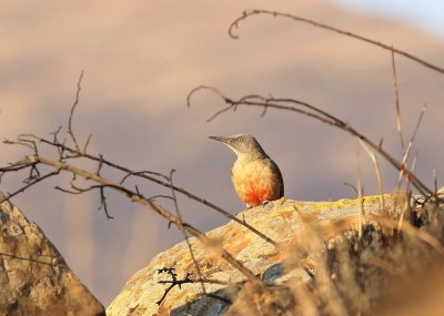 Grondspeg / Ground Woodpecker