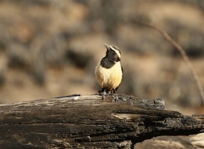 Bergklipwagter / Buff-streaked Chat