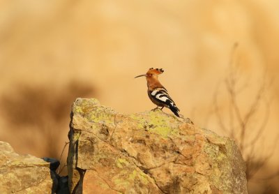 Hoephoep / African Hoopoe