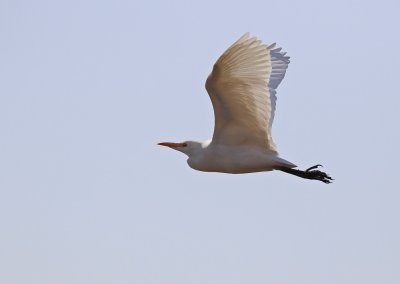 Veereier / Western Cattle Egret