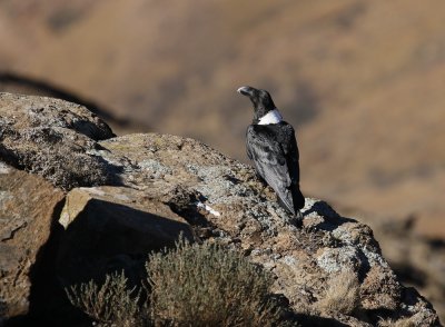 Withalskraai / White-necked Raven