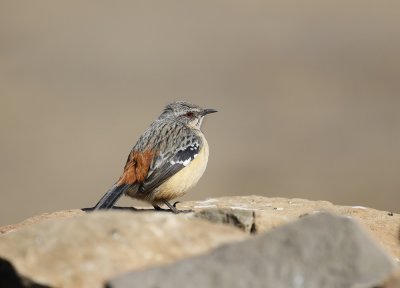 Oranjeborsberglijster / Drakensberg Rockjumper