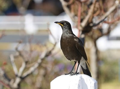 Witgatspreeu / Pied Starling