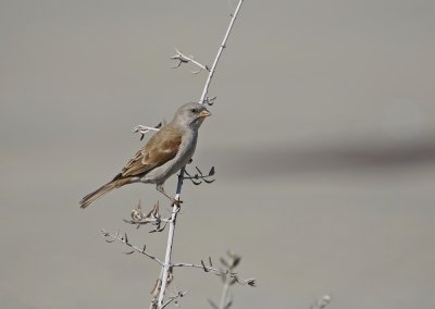 Gryskopmossie / Grey-headed Sparrow