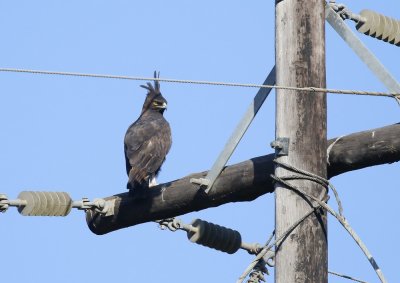 Langkuifarend / Long-crested Eagle