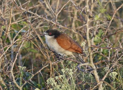 Gewone Vleiloerie / Burchell's Coucal