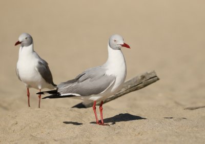 Gryskopmeeu / Grey-headed Gull