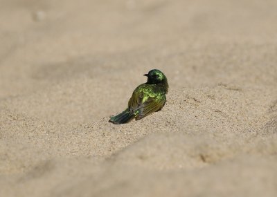 Kortbeksuikerbekkie / Collared Sunbird