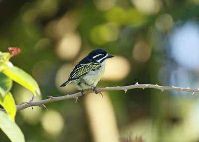 Swartblestinker / Yellow-rumped Tinkerbird