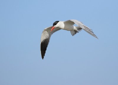 Reusesterretjie / Caspian Tern