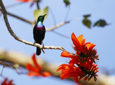 Purperbandsuikerbekkie / Purple-banded Sunbird