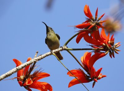 Olyfsuikerbekkie / Olive Sunbird