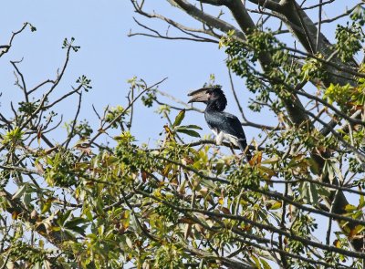 Gewone Boskraai / Trumpeter Hornbill