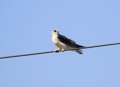 Blouvalk / Black-winged Kite