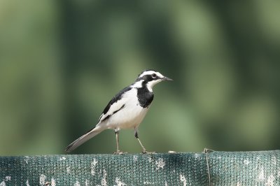 Bontkwikkie / African Pied Wagtail