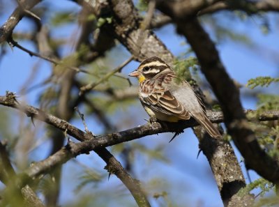 Rooirugstreepkoppie / Golden-breasted Bunting