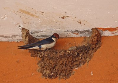 Draadstertwael / Wire-tailed Swallow