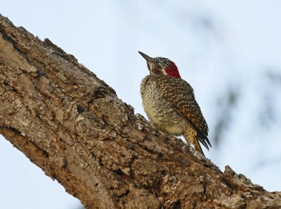 Goudstertspeg / Golden-tailed Woodpecker