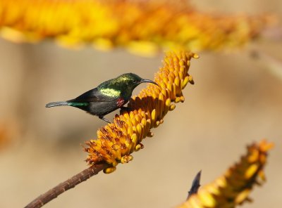 Marico Suikerbekkie / Marico Sunbird